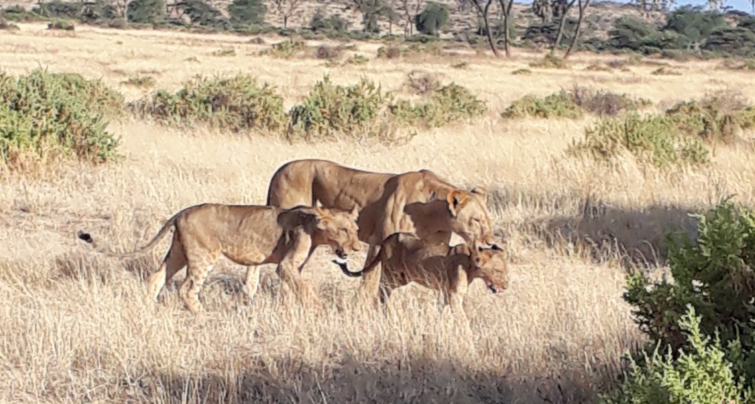 lion family